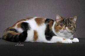 Brown Classic Torbie with White