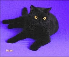 black solid cat
