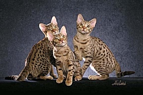 Brown Spotted Tabby