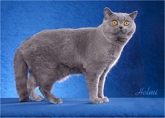 Blue solid cat