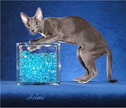 Blue solid cat