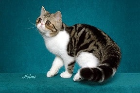 Brown Classic Tabby with White