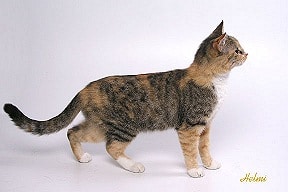 Brown Spotted Torbie with White