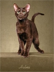 chocolate solid cat