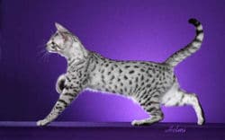 Black Silver Spotted Tabby Cat
