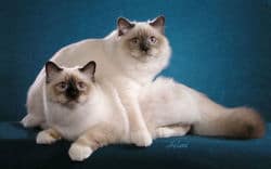 Seal Point/White Cat & Blue Point/White Cat