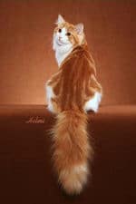 Red Classic Tabby/White Cat