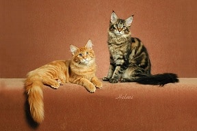 Red & Brown Classic Tabby
