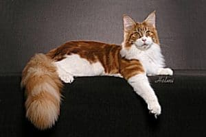 Red Classic Tabby with White