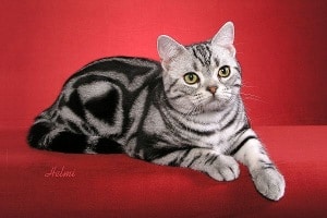 Silver Classic Tabby
