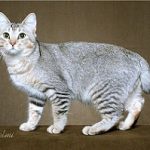 Silver Ticked Tabby