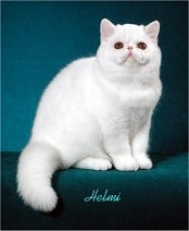 White solid cat
